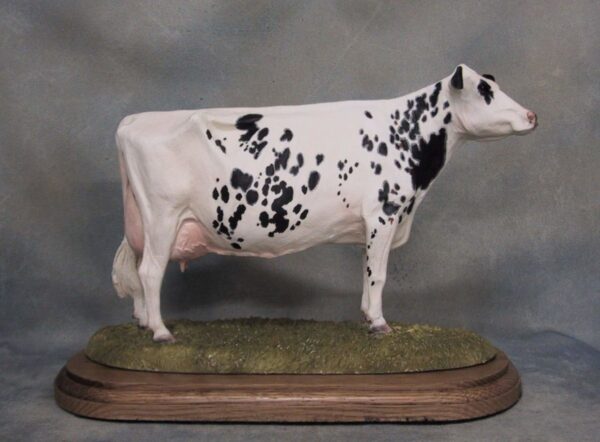 Holstein cow white