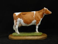 See All Red & White Holstein