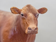 See All Red Angus