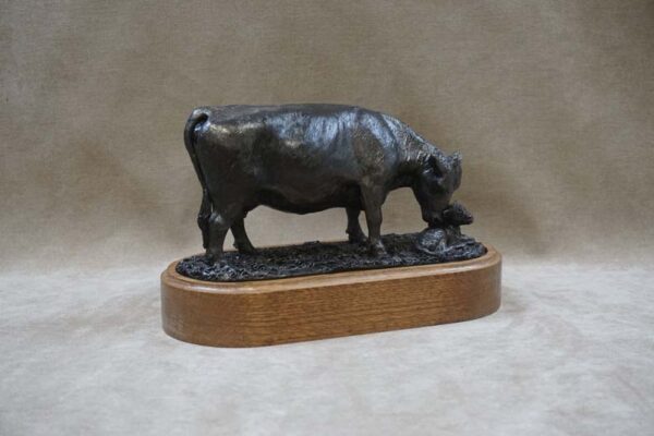 Red Angus Cow options - Image 5