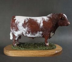 Shorthorn