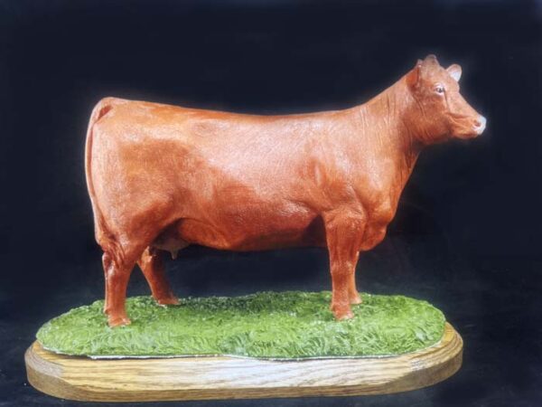 Red Angus Cow options - Image 4