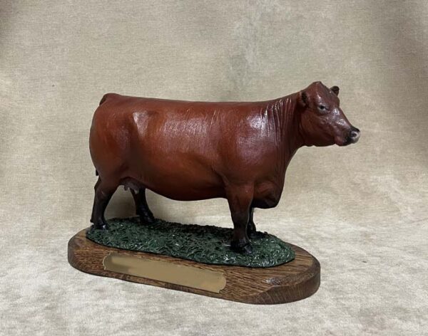 Red Angus Cow options