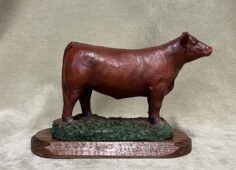 Red Angus