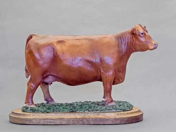 Red Angus Cow options - Image 3