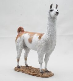 Llama